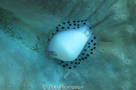 Diving from Kasai Village in Moalboal, Phillipines we cam... by Bob Thompson 