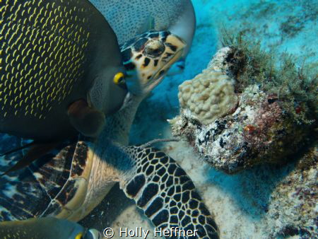 This hawksbill seems to be giving the mooching Angelfish ... by Holly Heffner 