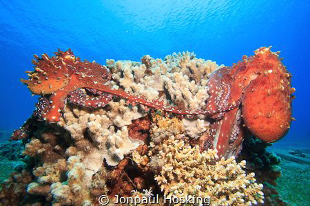 Mating octopus sitting on coral. by Jonpaul Hosking 