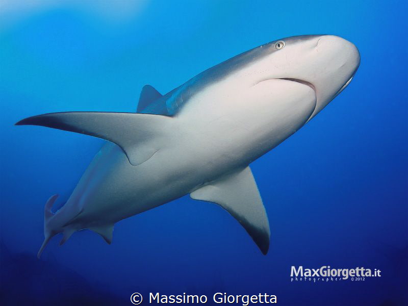 Caribbean grey shark by Massimo Giorgetta 