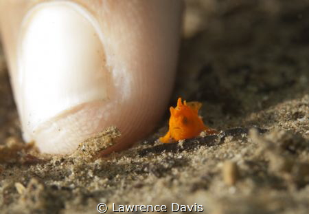 This super small juvenile frogfish crosses the path of th... by Lawrence Davis 