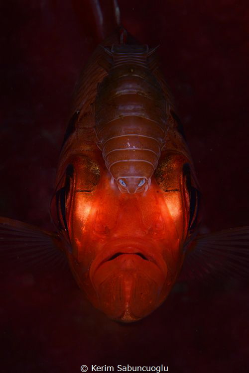 The Parasite eating the fish alive. by Kerim Sabuncuoglu 