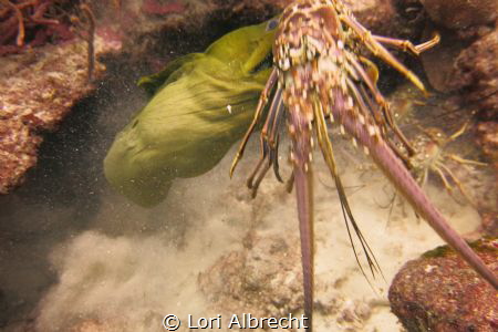 Moray eel eating a lobster by Lori Albrecht 