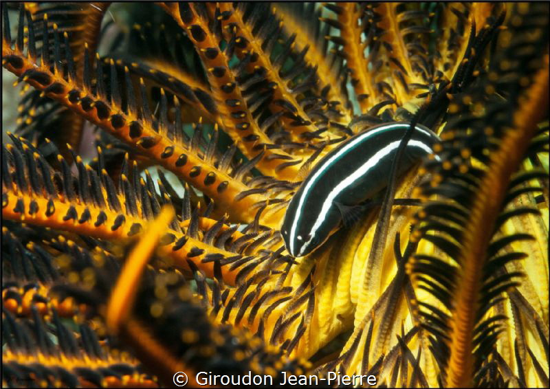 Small fish in crinoide 105mm D300 by Giroudon Jean-Pierre 
