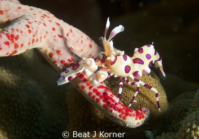 Tiny Harlequin Shrimp prepares its lunch on a star fish w... by Beat J Korner 
