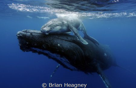 An emotional bond between mother and calf. by Brian Heagney 