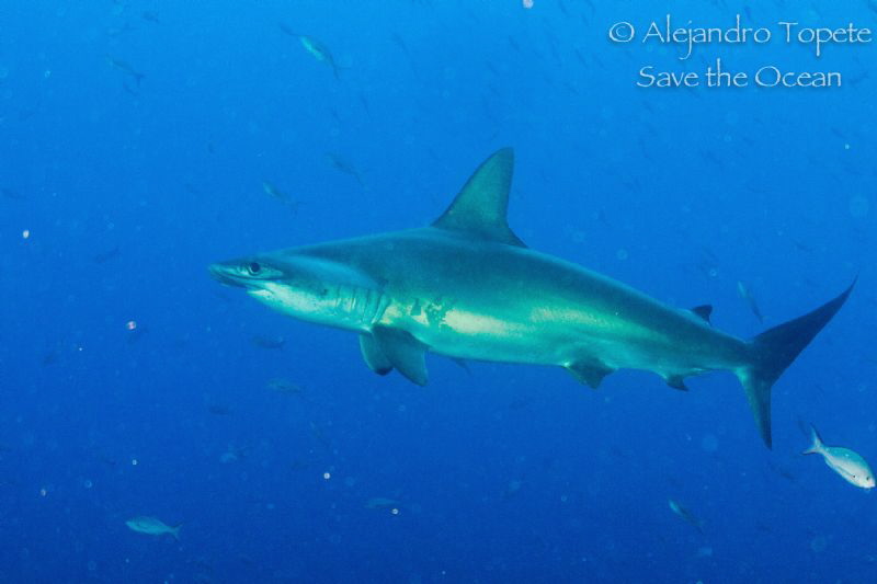 Hammerhead Shark, Galapagos  Ecuador by Alejandro Topete 