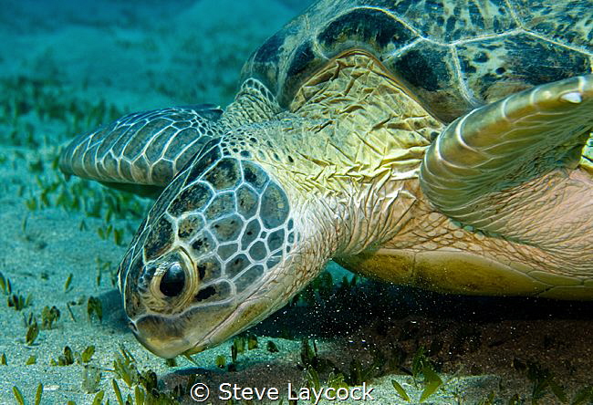 Green turtle, munching the grass by Steve Laycock 