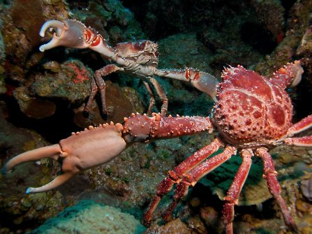 Crab fight or crab love?!!! by Viviane Barth 