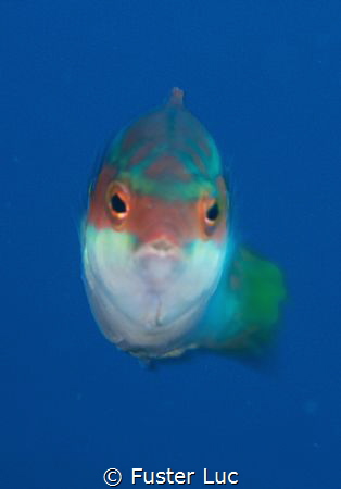 This peacock wrasse was photographed with a 105mm NIKKOR ... by Fuster Luc 