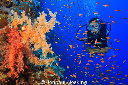 Diver swims alongside colourful soft corals. by Jonpaul Hosking 