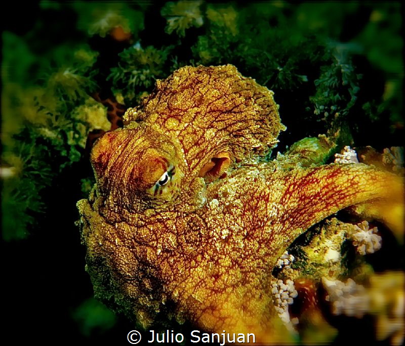 Octopus by Julio Sanjuan 