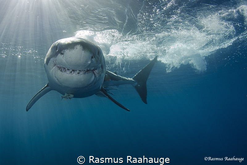 Great white shark approaching the cage - Isla Guadalupe by Rasmus Raahauge 