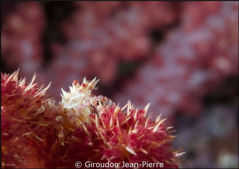 Candy Crab 60mm D300 by Giroudon Jean-Pierre 