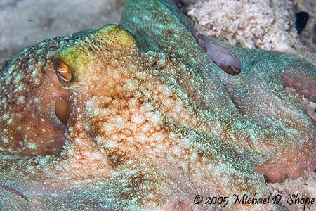 An octopus glides over the reef in Bonaire. Taken with a ... by Michael Shope 