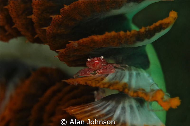 little porcelain or soft coral crab by Alan Johnson 