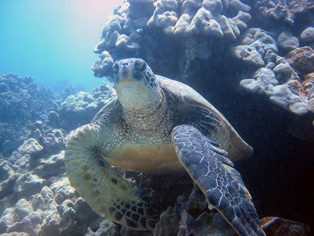 Hawaiian Sea Turtle. Maui, Hawaii. by Lisa Lappe 