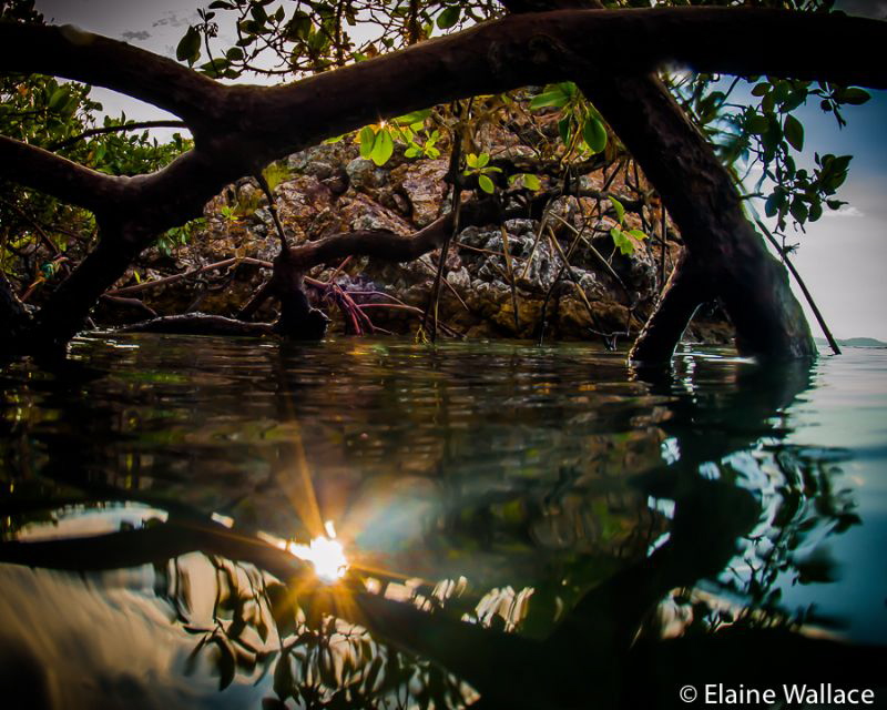 Surfacing in the mangroves late in the afternoon in Komodo. by Elaine Wallace 