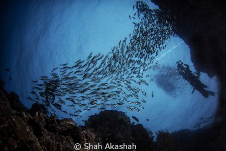 Group of diver, drifting at Barracuda Point During Dawn Dive by Shah Akashah 