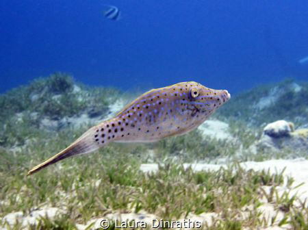 Scribbled leatherjacket (filefish) swimming over seagrass by Laura Dinraths 