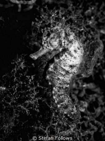 Night Rider. Common Seahorse: Hippocampus taeniopterus. K... by Stefan Follows 