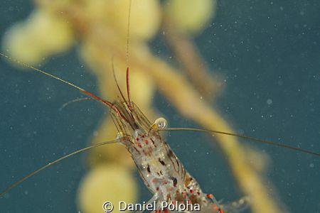 Common shrimp Palaemon affinis by Daniel Poloha 