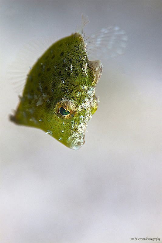Juvenile Filefish /No crop/ by Iyad Suleyman 