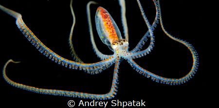 Night dive. Near surface.Swim Planctonic octopus. by Andrey Shpatak 