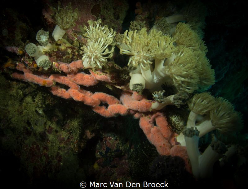 necklace of coral by Marc Van Den Broeck 