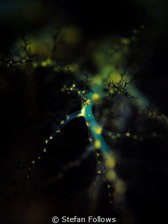 Branching Sea Cucumber - Pentacta sp. EM5-NAEM5-Oly 60mm-... by Stefan Follows 