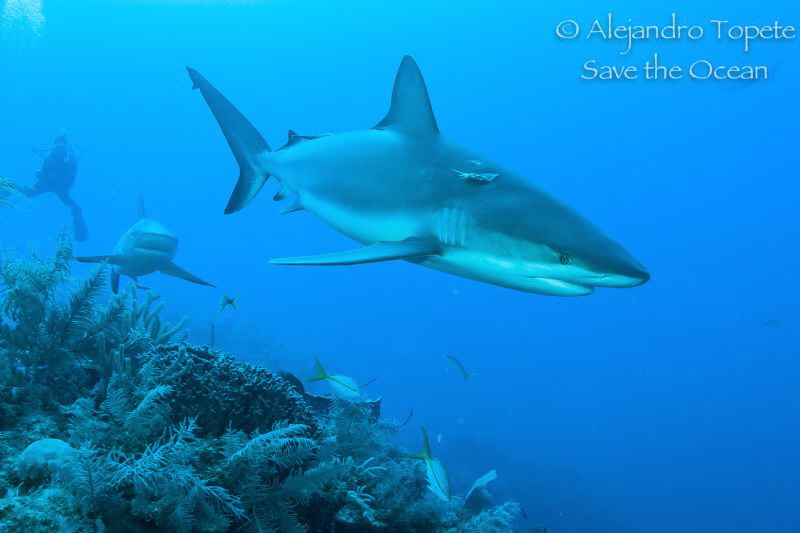Sharks on the Reef, Gardens of the Queen Cuba by Alejandro Topete 