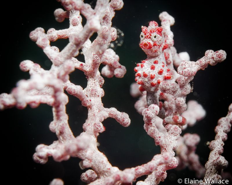 Wakatobi pygmy sea horse - always a joy to see on any dive. by Elaine Wallace 