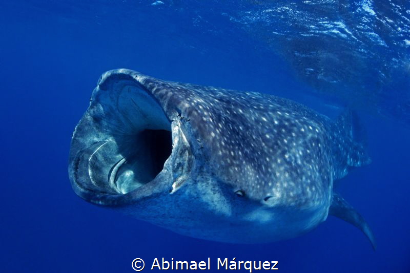 Whaleshark by Abimael Márquez 