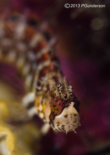 Mosshead Warbonnet by Pat Gunderson 