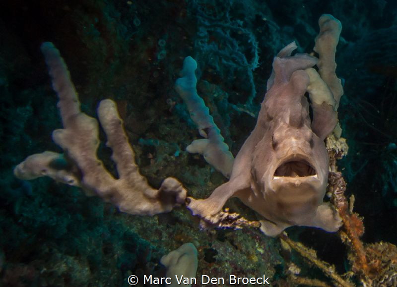 frogfish hiding by Marc Van Den Broeck 