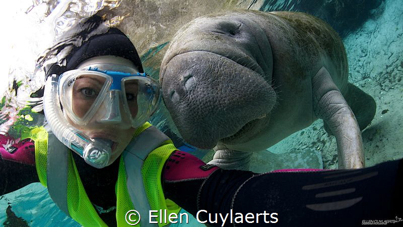 One of my top encounters in 2013! This female manatee fol... by Ellen Cuylaerts 