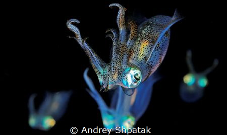 Night dive. Longfins squids. by Andrey Shpatak 