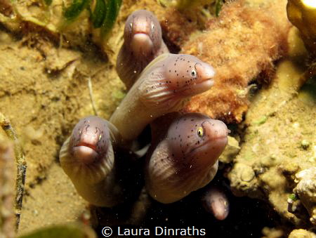 A group shot of several grey peppered morays by Laura Dinraths 