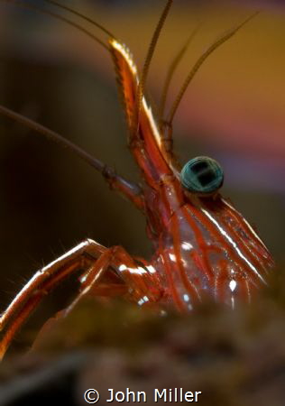 Durban hinge-beak shrimp close up by John Miller 