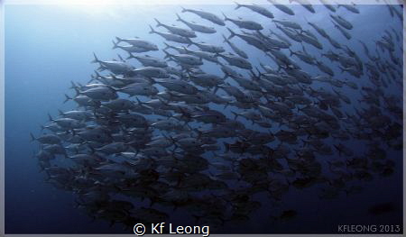 School of Jacks taken with a compact camera and a wide an... by Kf Leong 