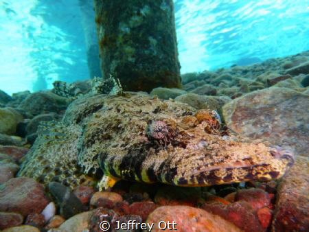 Under the jetty at Taba, this Crocodilefish looks easy to... by Jeffrey Ott 