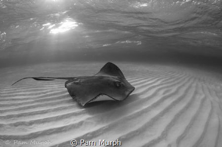 Rays at Dawn. /   A dawn snorkel at Sting Ray Sandbar is ... by Pam Murph 
