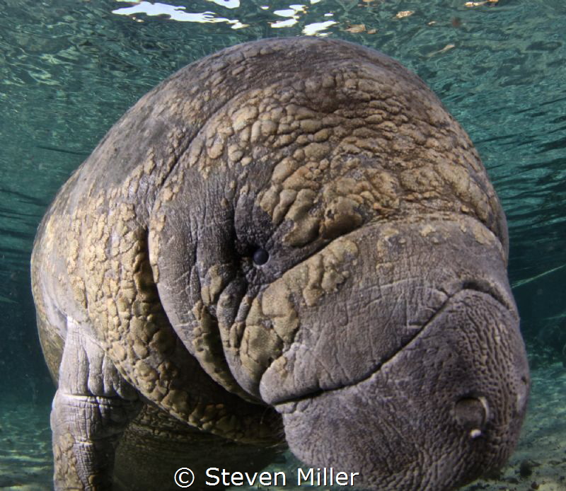 Friendly Manatee in 3 sisters Florida by Steven Miller 