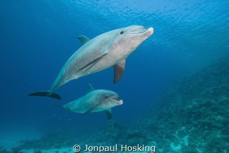 Pair of dolphins swim up close. Magic by Jonpaul Hosking 