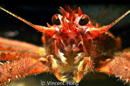 Squat Lobster. by Vincent Hong 