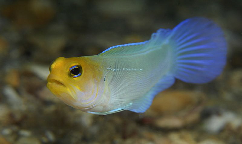 Yellowhead Jawfish looking around for a mate by Suzan Meldonian 