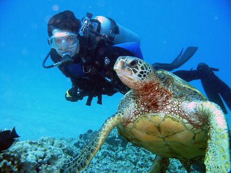 Diver and turtle. Maui, Hawaii. by Todd Meadows 