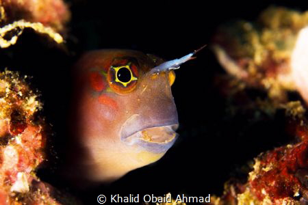 Its Goby who says to me hello evrey dive by Khalid Obaid Ahmad 