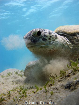 A green turtle (Chelonia mydas) eating seagrass and breat... by Laura Dinraths 