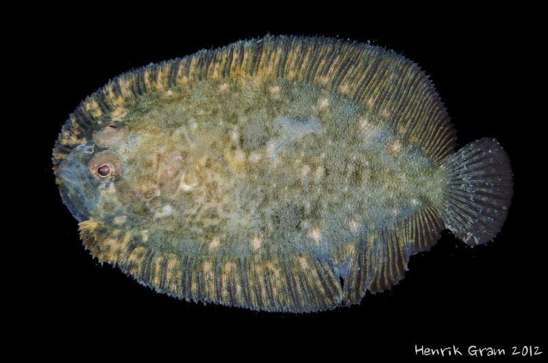 Tiny Juvenile Flounder on Kelp by Henrik Gram Rasmussen 